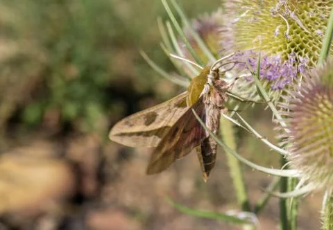 Moth extracting nectar from a thistle Фото