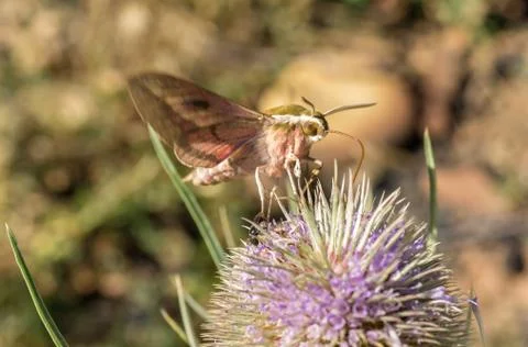 Moth extracting nectar from a thistle Stock Photos