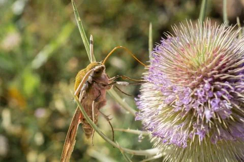Moth extracting nectar from a thistle Stock Photos