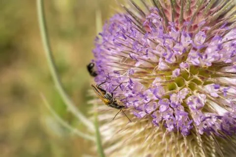 Moth extracting nectar from a thistle Stock Photos