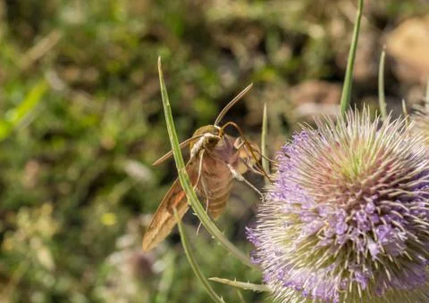 Moth extracting nectar from a thistle Stock Photos