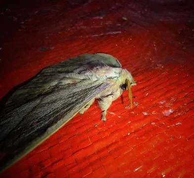 Moth feathers Stock Photos