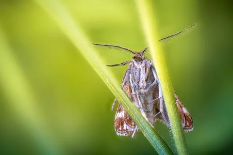Moth with feathery antennae on a grass blade Stock Photos