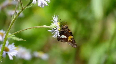 Moth feeding on flower nectar. Stock Footage 49861717