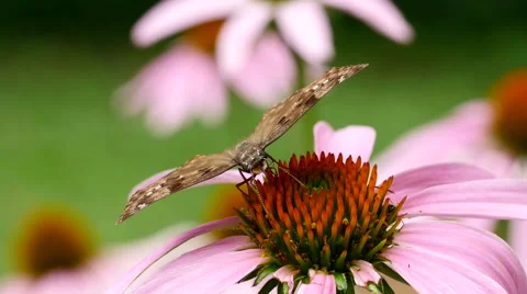Moth feeding on flower nectar Stockbeeldmateriaal 52371568