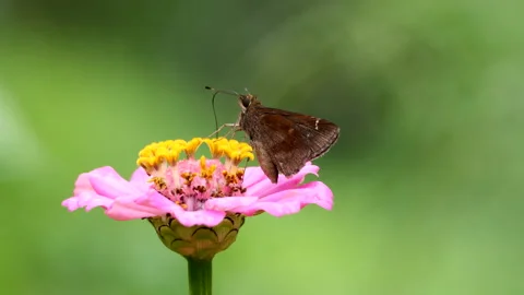 Moth Feeding 스톡 동영상 206877612