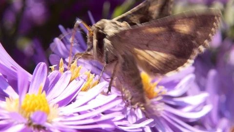 The moth feeds on nectar on a flower. Vídeos de archivo 117289169