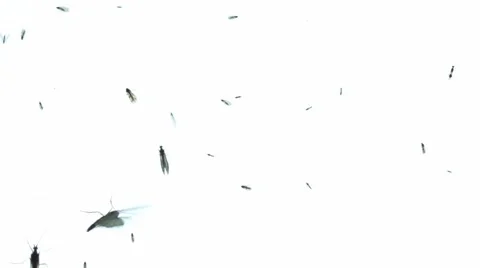 Moth flapping wings on white background Stock Footage 56605158