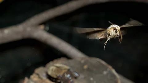 Moth flies towards camera slow motion upwards Stock-Footage 153952560