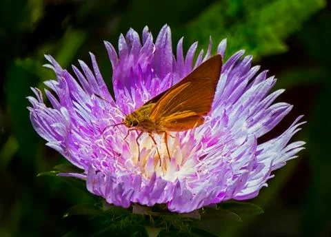 Moth on flower center Stock Photos