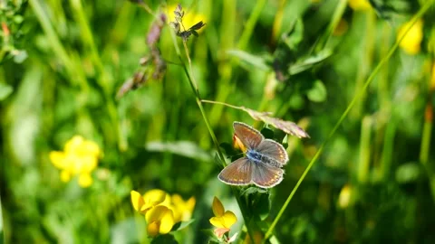 A moth on a flower eats nectar. 動画素材 155861141