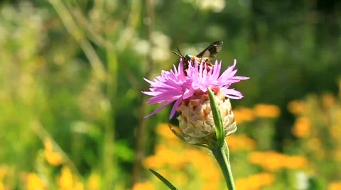 Moth on flower Stock Footage 710952