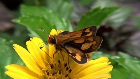 Moth like a flower Video stock 104045907