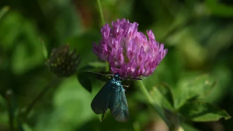 Moth on a flower Stock Footage 126700147