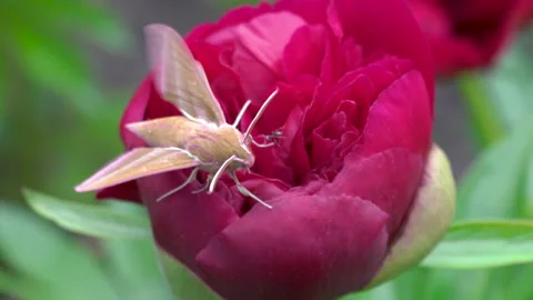 Moth on a flower Video stock 149108246
