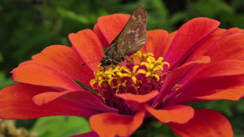 Moth on Flower Stock Footage 282813307