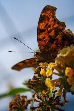 Moth on Flower, Low Angle Close Up Stock Photos