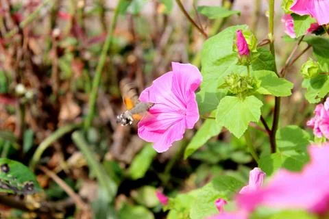 Moth on a flower Stock Photos
