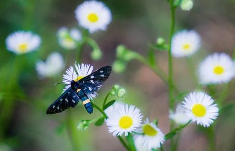 Moth on a flower Stock Photos