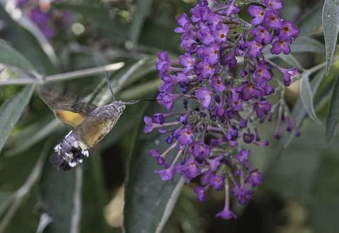 Moth on a flower Stock Photos