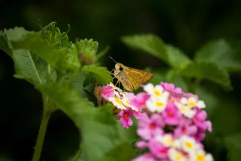 Moth on Flowers Macro 写真素材