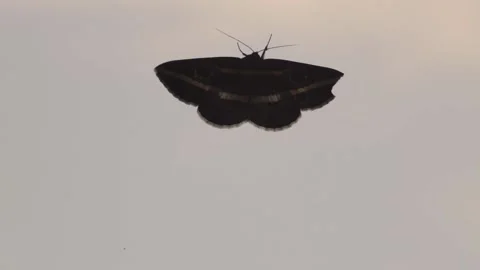 Moth Fly Out Fly In 스톡 동영상 191477492