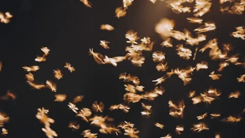Moth flying in the neon light Stock Footage 333366722