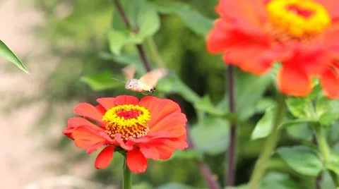 Moth flying in searching some flowers Stock Footage 12302992