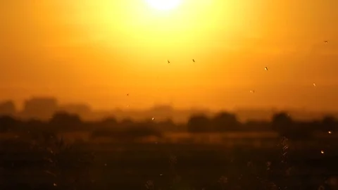 Moth flying in sunset light on field Stock Footage 76630061