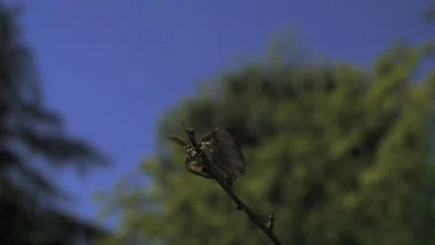 Moth flying  Ultra slow motion hispeed 2000fps. Video stock 93345476