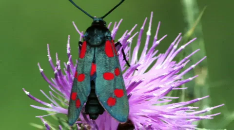 Moth Stock Footage 875560