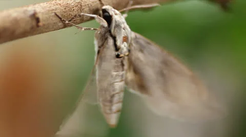 Moth Video stock 25604453
