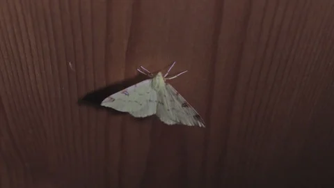 Moth 库存影片 114820725