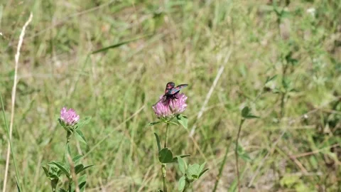 Moth Stock Footage 246406213