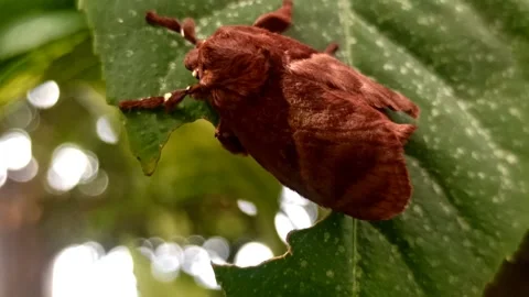 The moth Stock Footage 259135646
