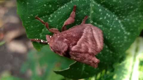 The moth Vídeo Stock 259135716