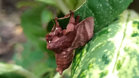 The moth Vídeo Stock 259136042