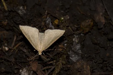 Moth on the forest floor. Stock Photos