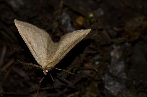 Moth on the forest floor. Stock Photos