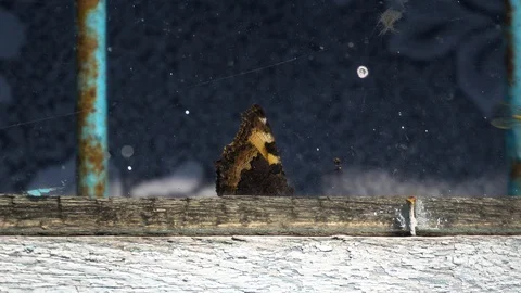 The moth got behind the window and can not get out. Symbol of despair Stock Footage 89970758
