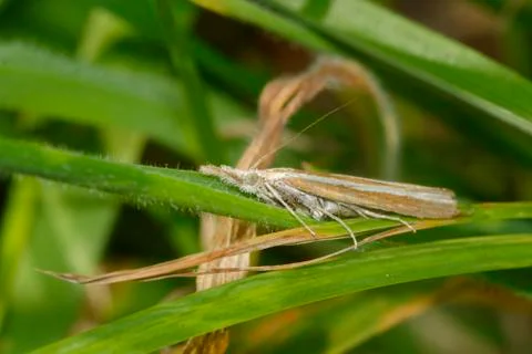 Moth in the grass Foto stock