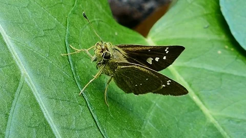 Moth on green leaf Stock-Footage 72258684