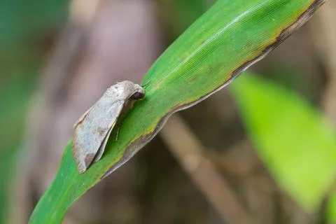 Moth on a green leaf Stock Photos