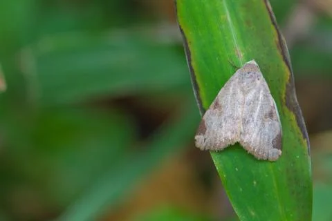Moth on a green leaf Stock Photos