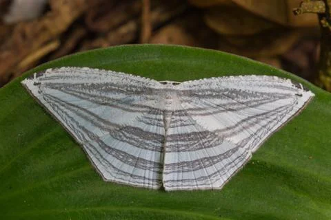 Moth on a green leaf Stock-Fotos