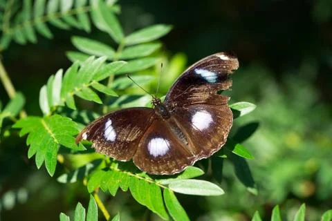 Moth on green leaves Stock Photos