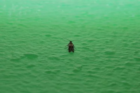 Moth on a green wall Stock Photos