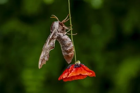 A moth is hanging from a red flower Stock-Fotos