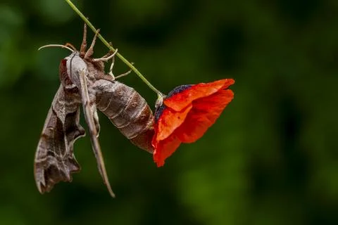 A moth is hanging from a red flower Stock-Fotos