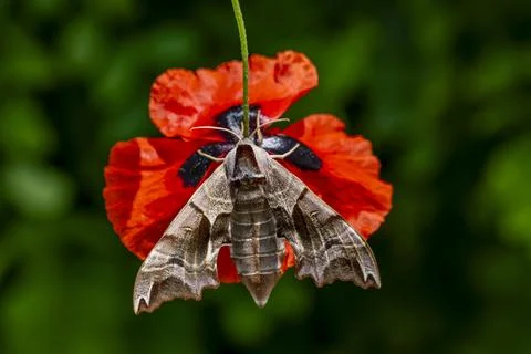 A moth is hanging from a red flower Stock-Fotos